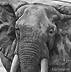 large elephant close up